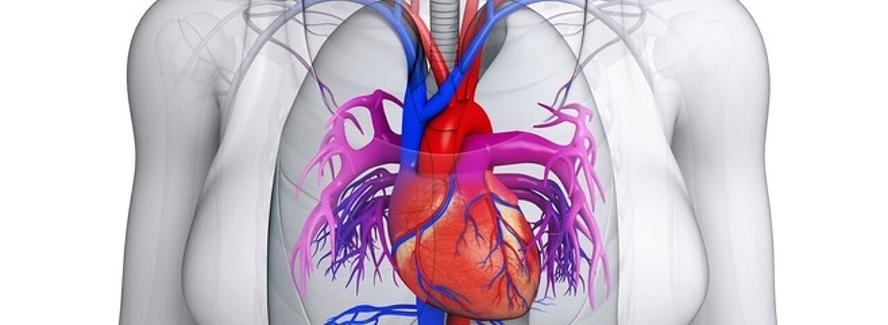 Anatomische Darstellung der Herzkranzgefäße
